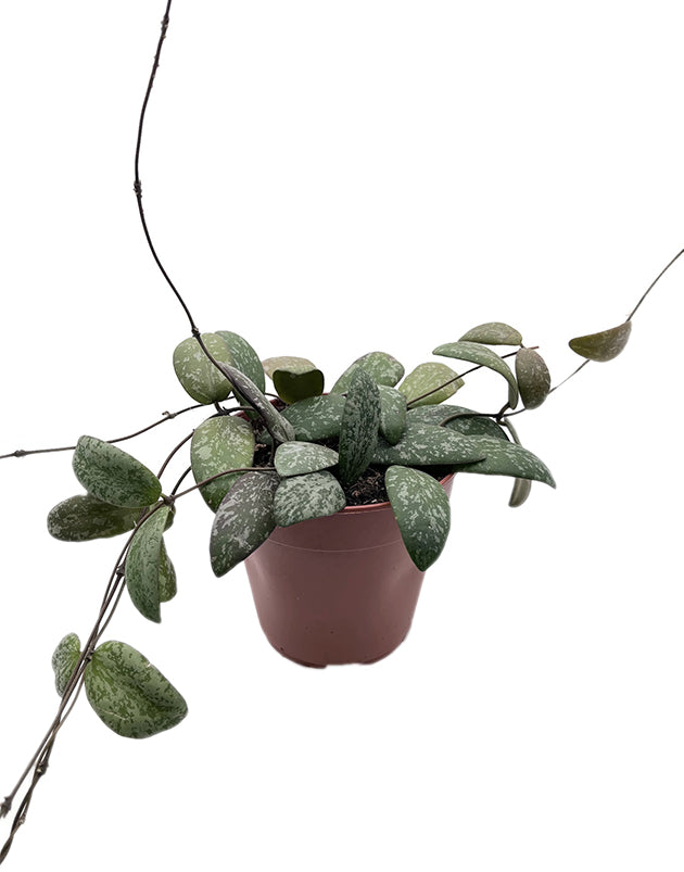 Hoya sigillatis - Porzellanblume