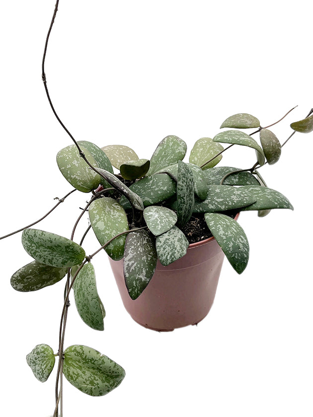 Hoya sigillatis - Porzellanblume