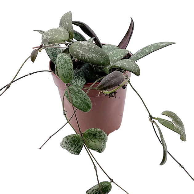 Hoya sigillatis - Porzellanblume