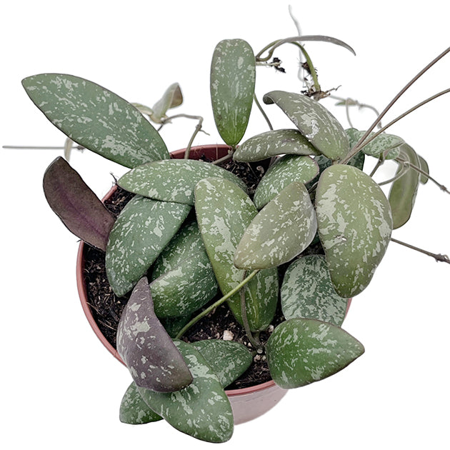 Hoya sigillatis - Porzellanblume
