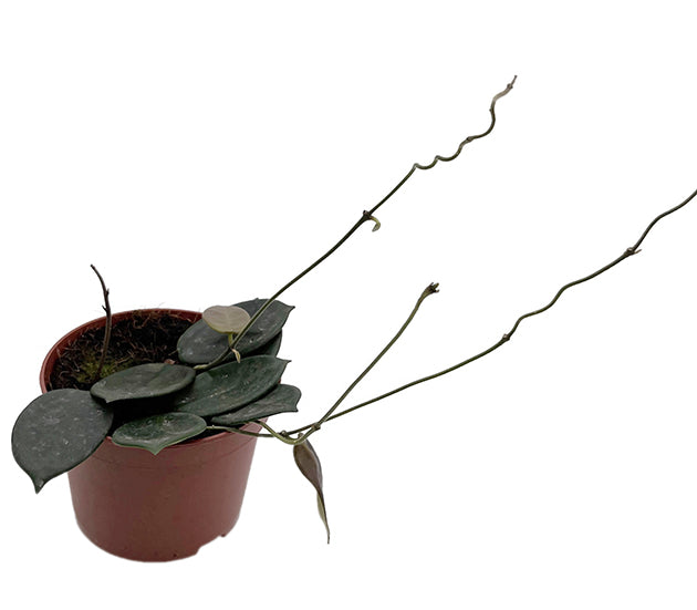 Hoya vangviengiensis - dunkle Porzellanblume
