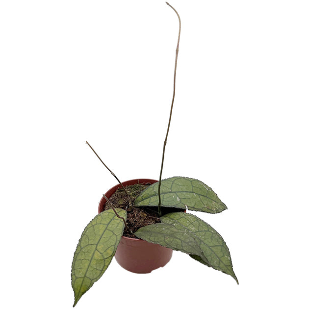 Hoya clemensiorum "Dark Leaf" - dunkle Porzellanblume