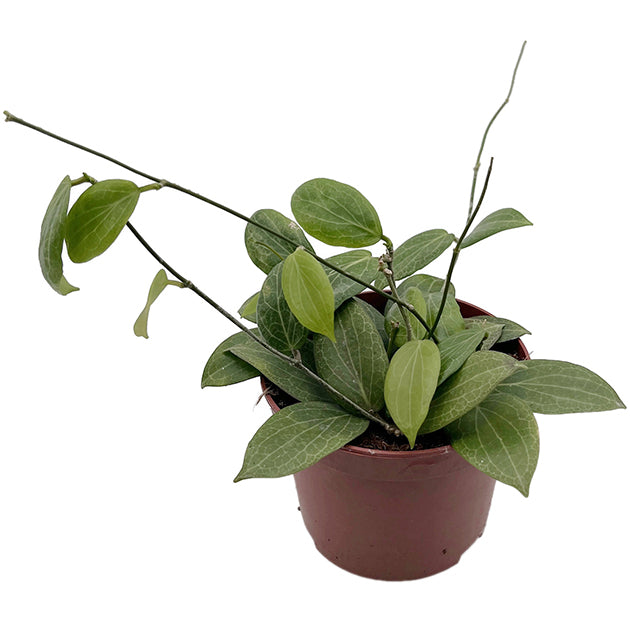 Hoya fitchii - seltene Porzellanblume