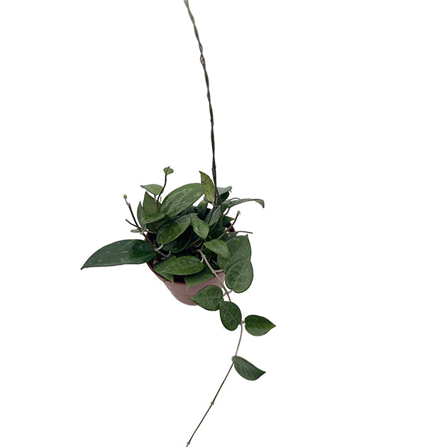 Hoya parasitica &