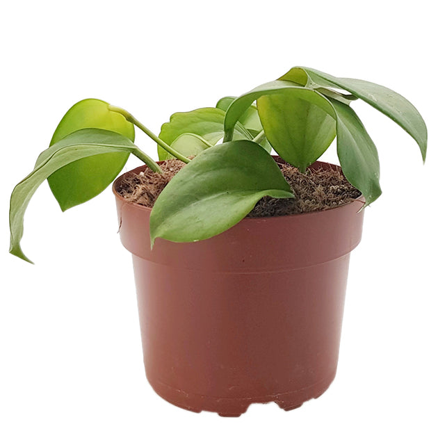 Hoya quinquenervia - Wachsblume