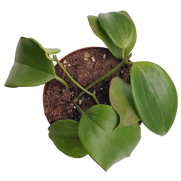 Hoya quinquenervia - Wachsblume