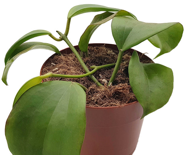 Hoya quinquenervia - Wachsblume