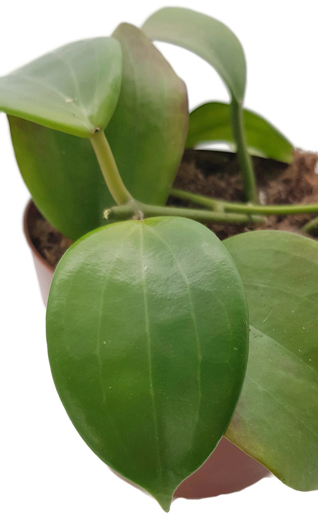 Hoya quinquenervia - Wachsblume