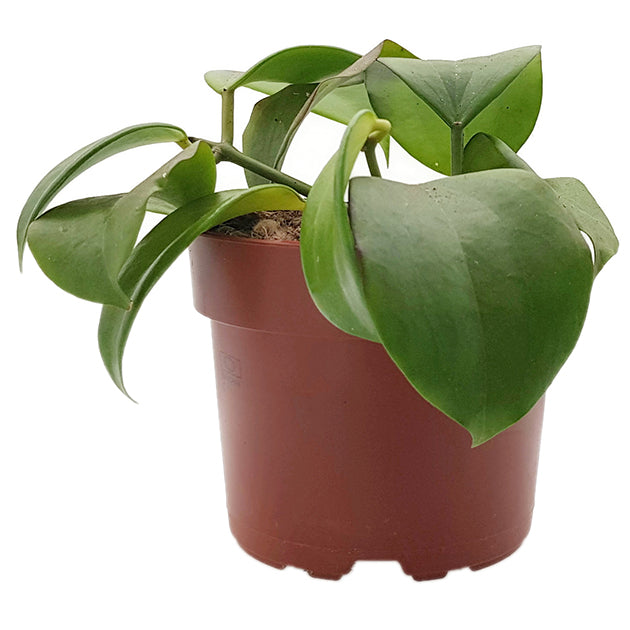 Hoya quinquenervia - Wachsblume