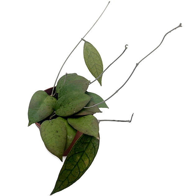 Hoya sp. Loei - seltene Porzellanblume