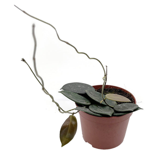 Hoya vangviengiensis - dunkle Porzellanblume