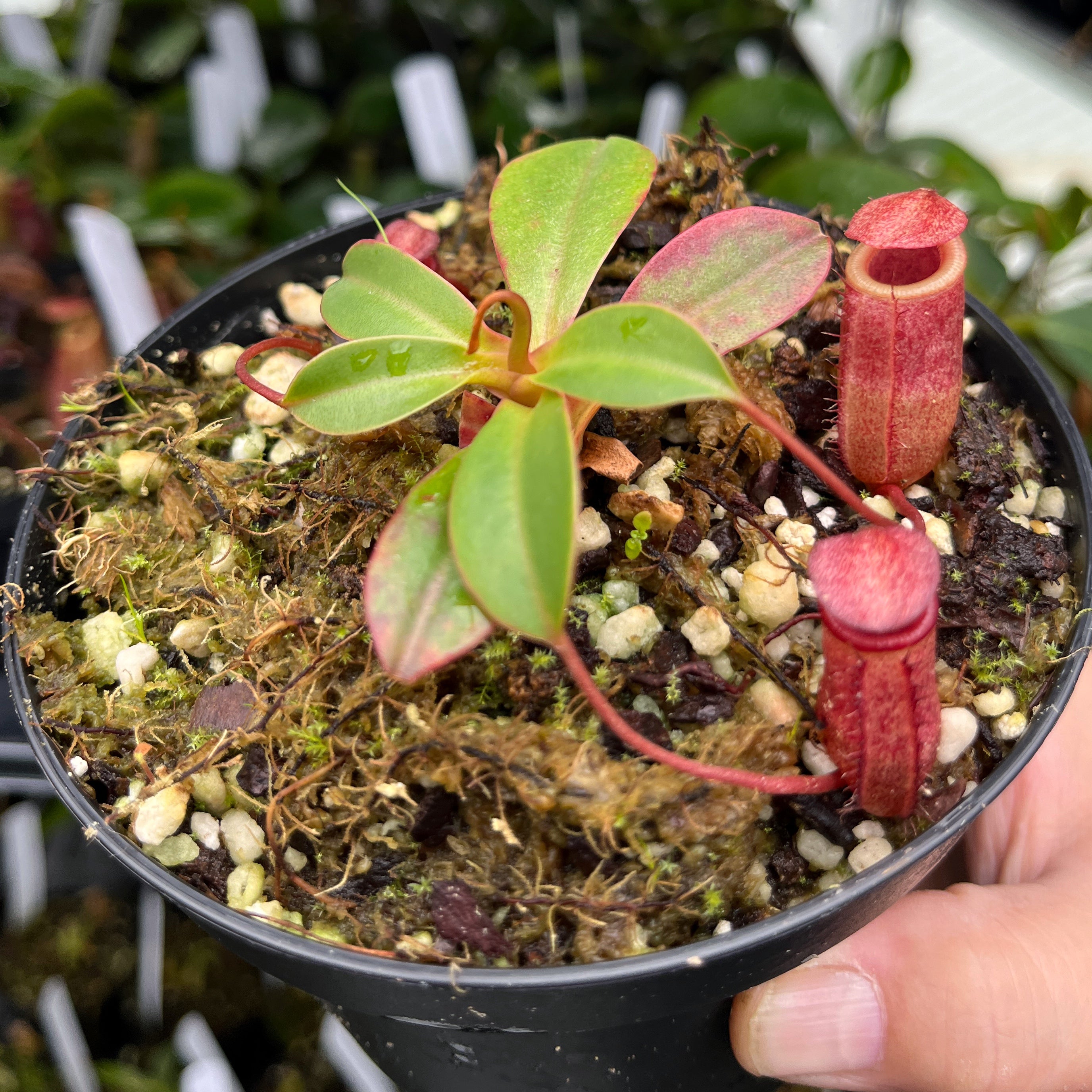 Nepenthes sibuyanensis x attenboroughii BE-4579