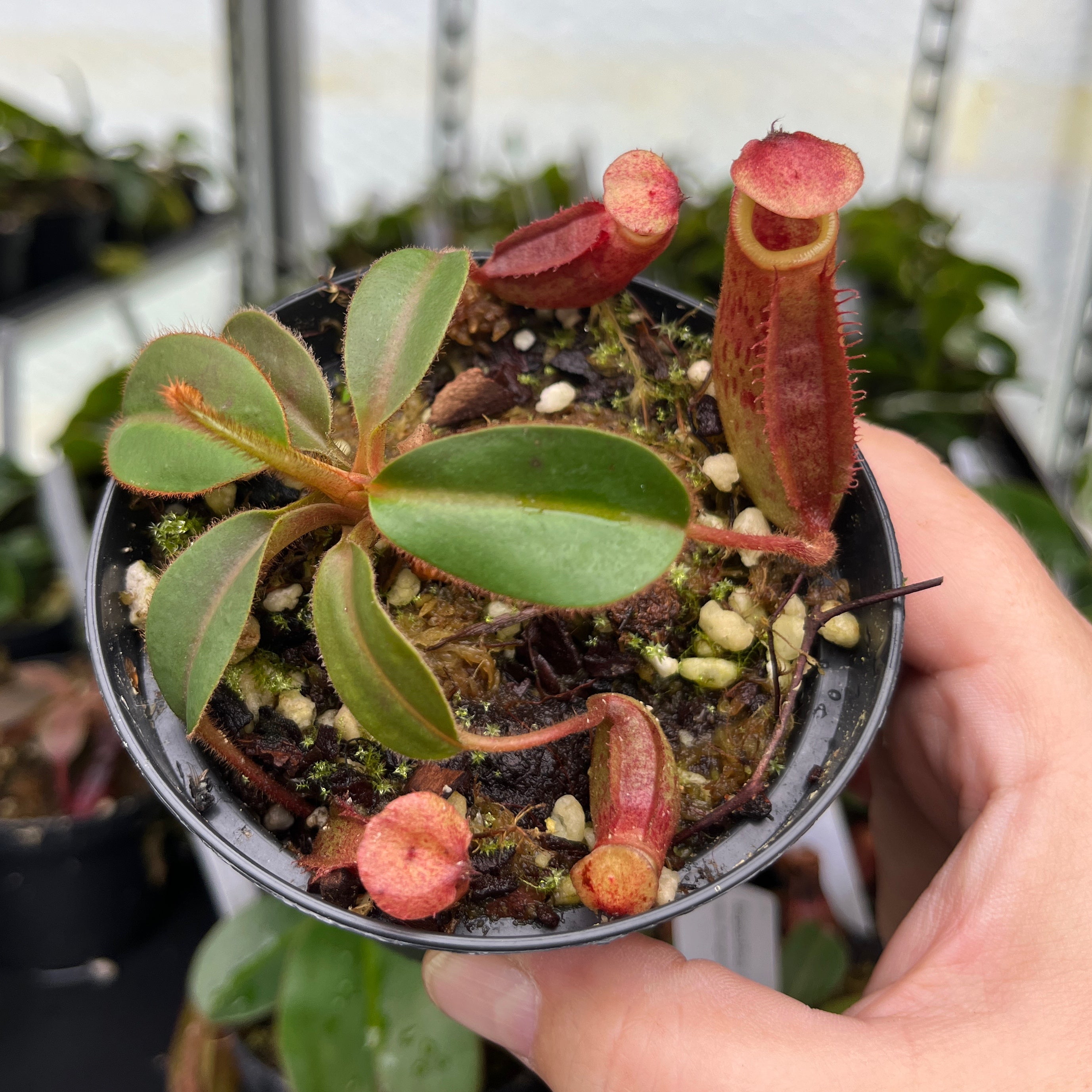 Nepenthes rajah x veitchii "Gold Rush" BE-4603