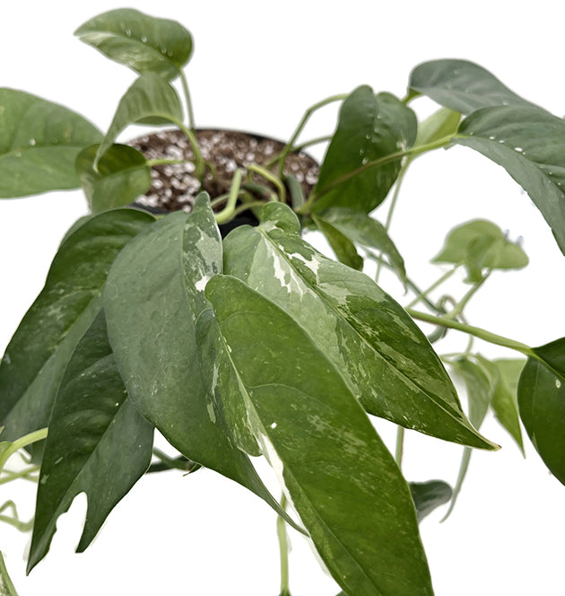 Epipremnum pinnatum variegata - panaschierte Efeutute