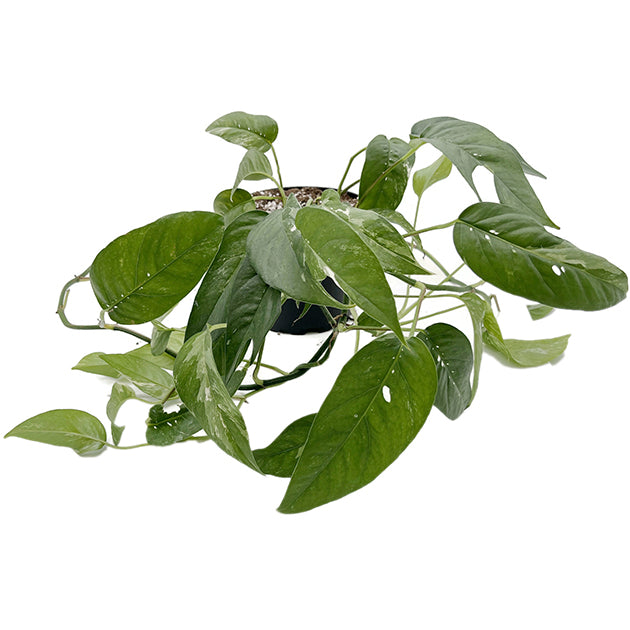 Epipremnum pinnatum variegata - panaschierte Efeutute