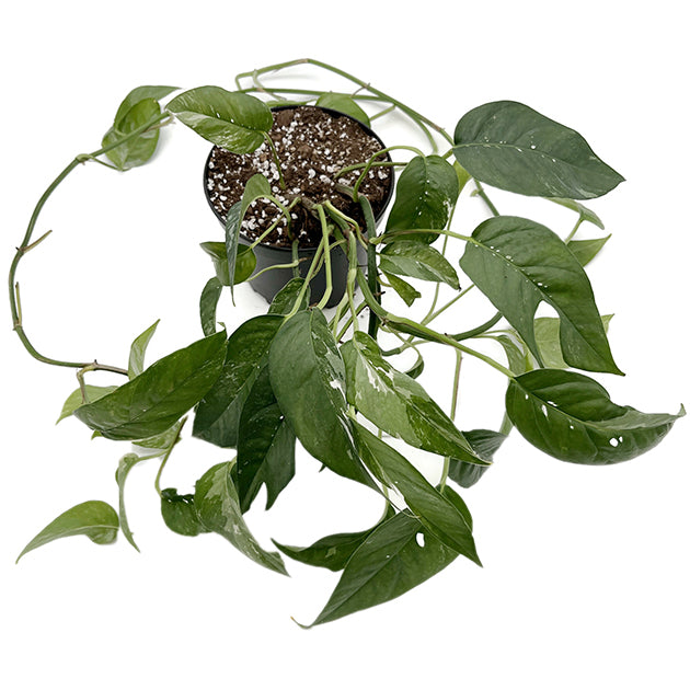 Epipremnum pinnatum variegata - panaschierte Efeutute