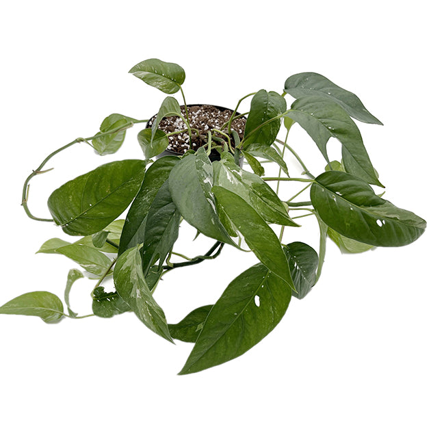 Epipremnum pinnatum variegata