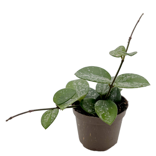 Hoya &