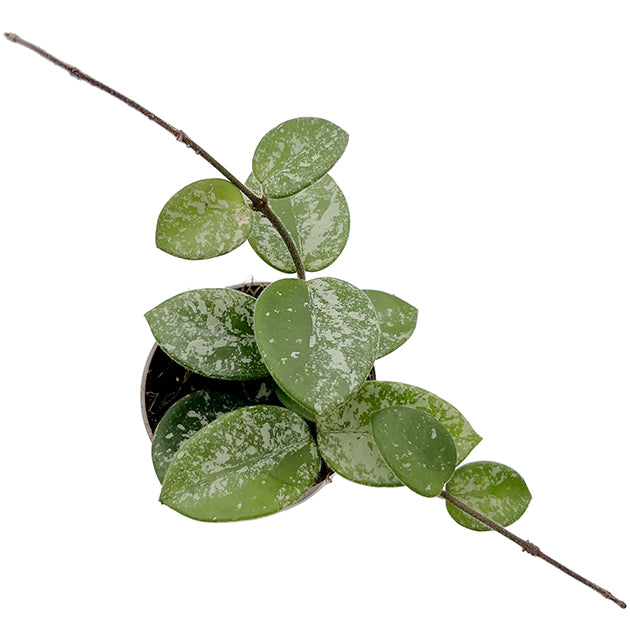 Hoya &