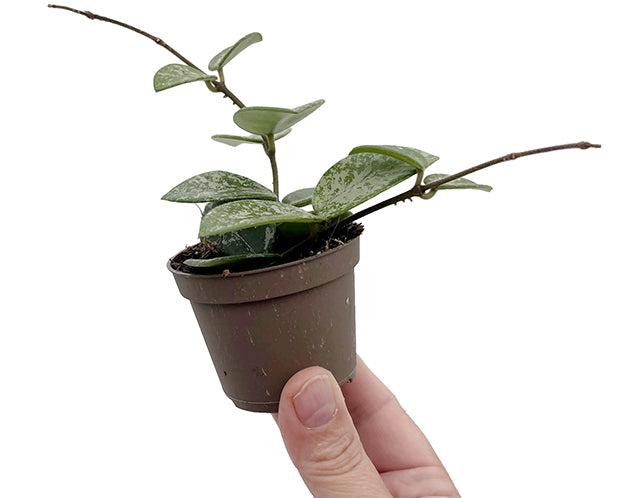 Hoya &