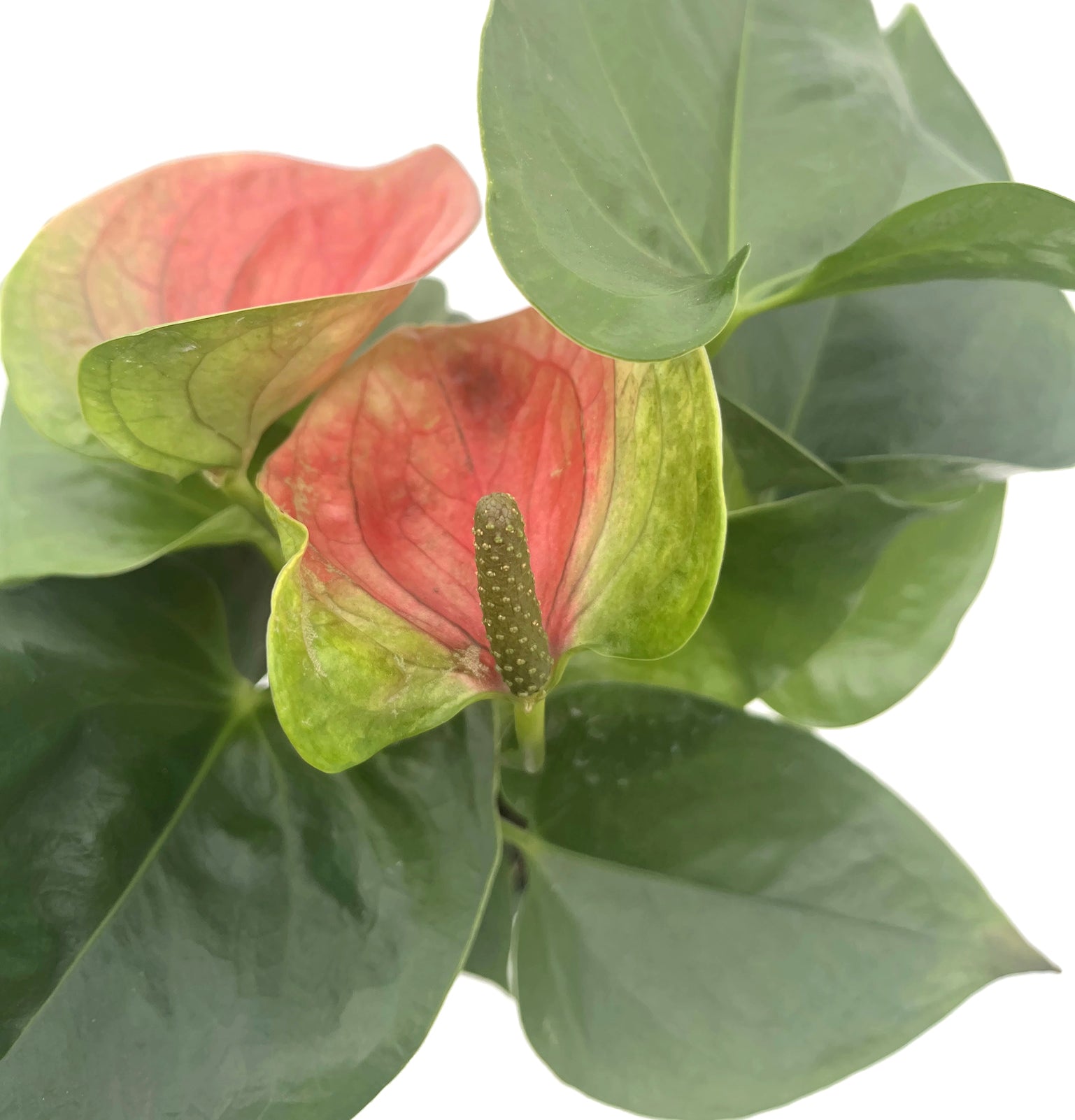 Anthurium 3er Set - verschiedene Flamingoblumen