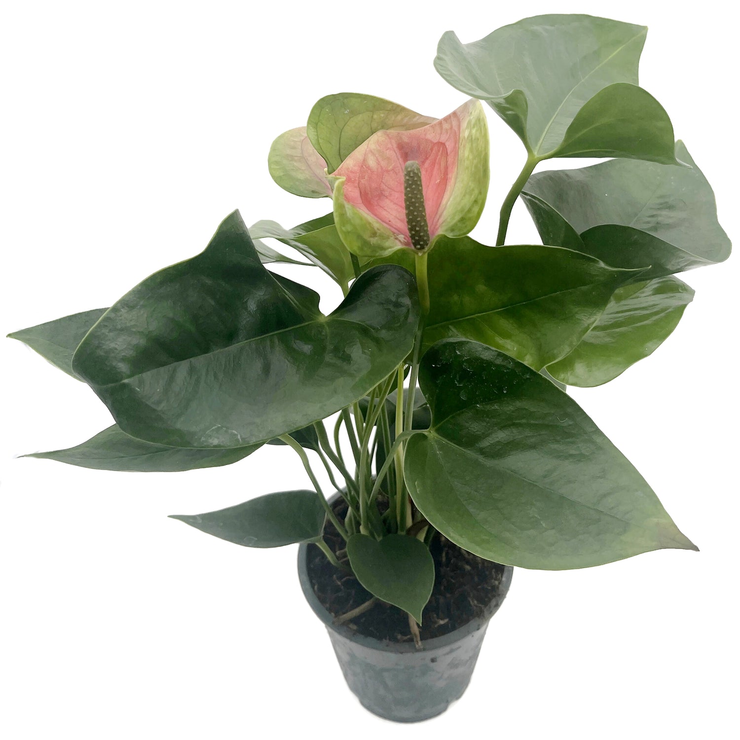 Anthurium 3er Set - verschiedene Flamingoblumen