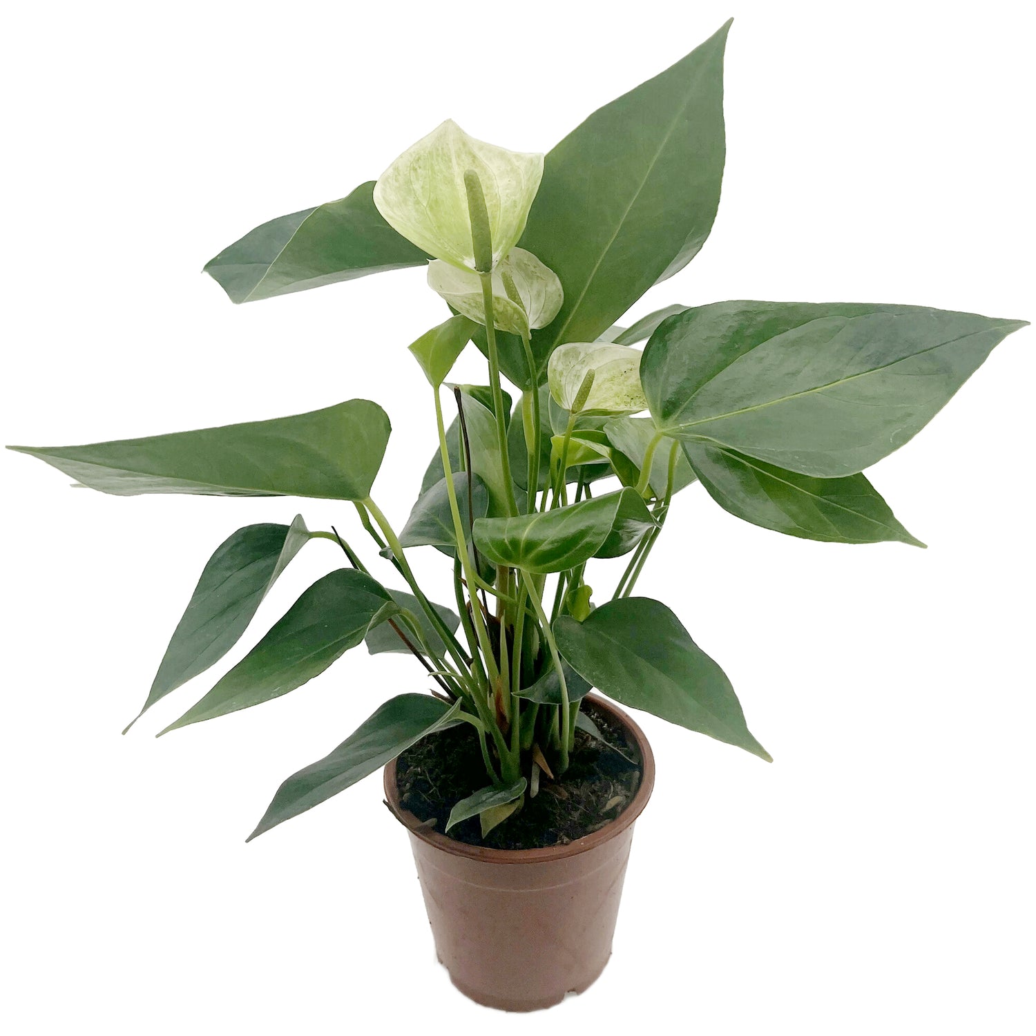Anthurium 3er Set - verschiedene Flamingoblumen