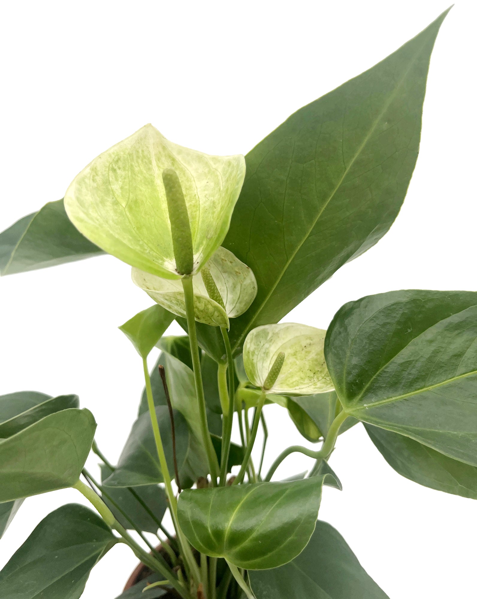 Anthurium 3er Set - verschiedene Flamingoblumen