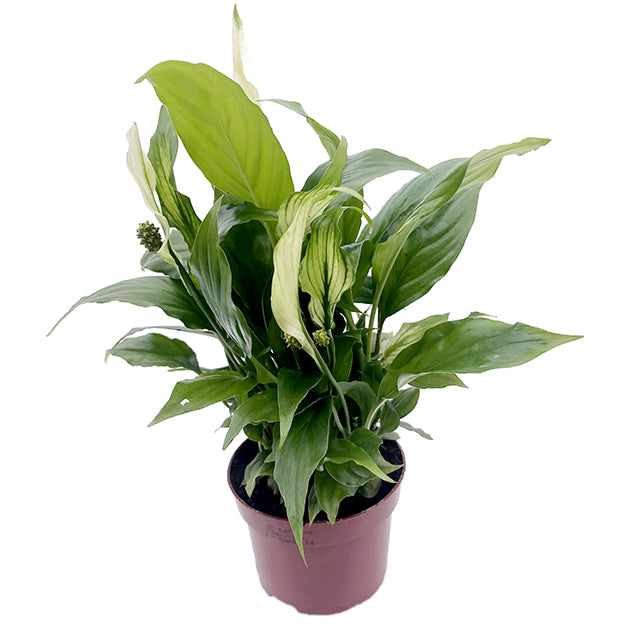 Spathiphyllum &