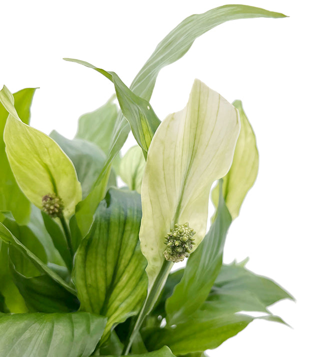Spathiphyllum &