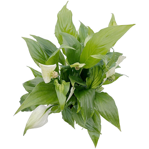 Spathiphyllum &