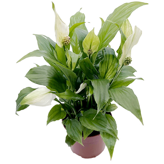 Spathiphyllum &