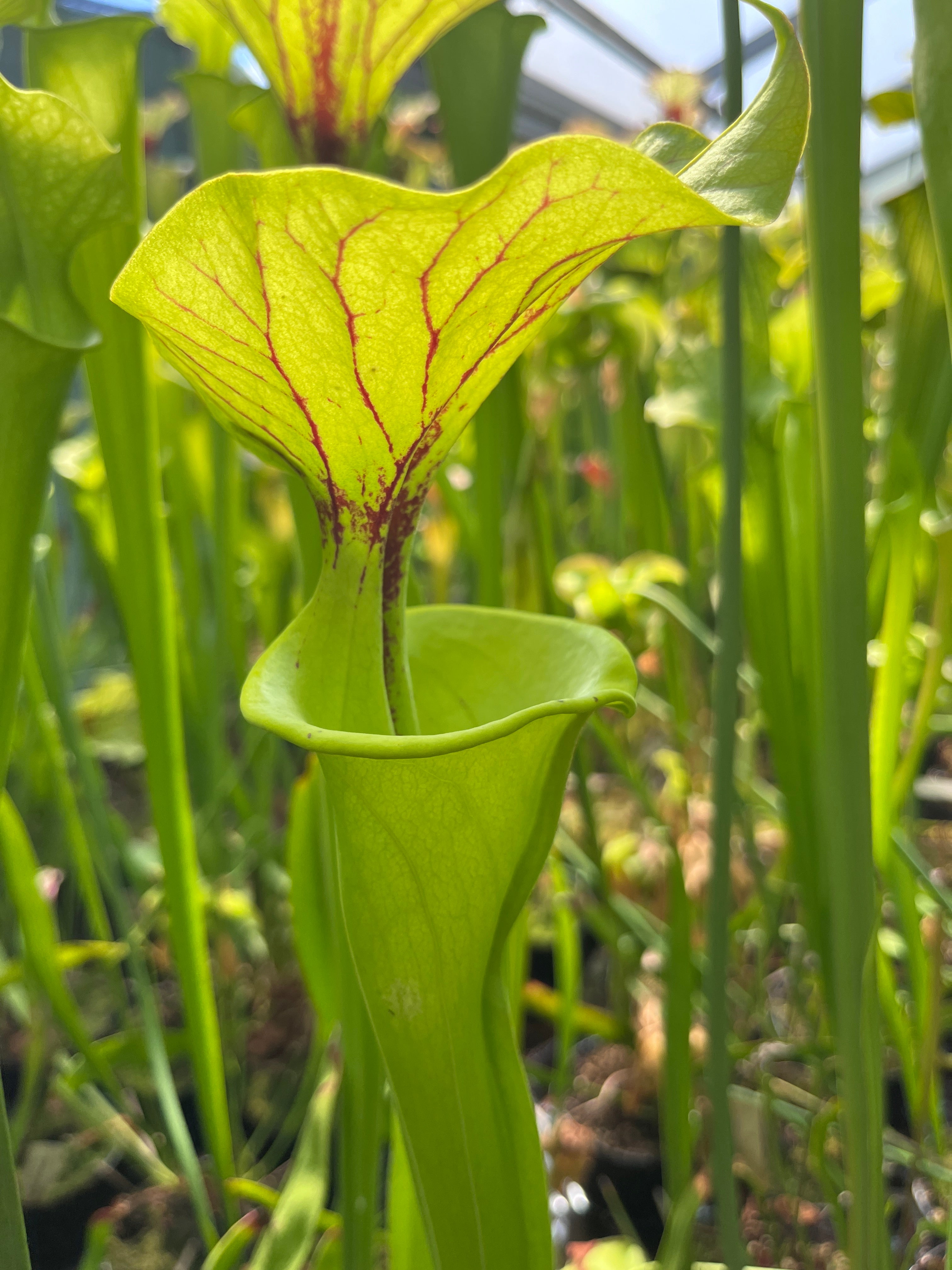 Sarracenia Flava var. Flava - ICPS Samen - seedgrown FB FF01