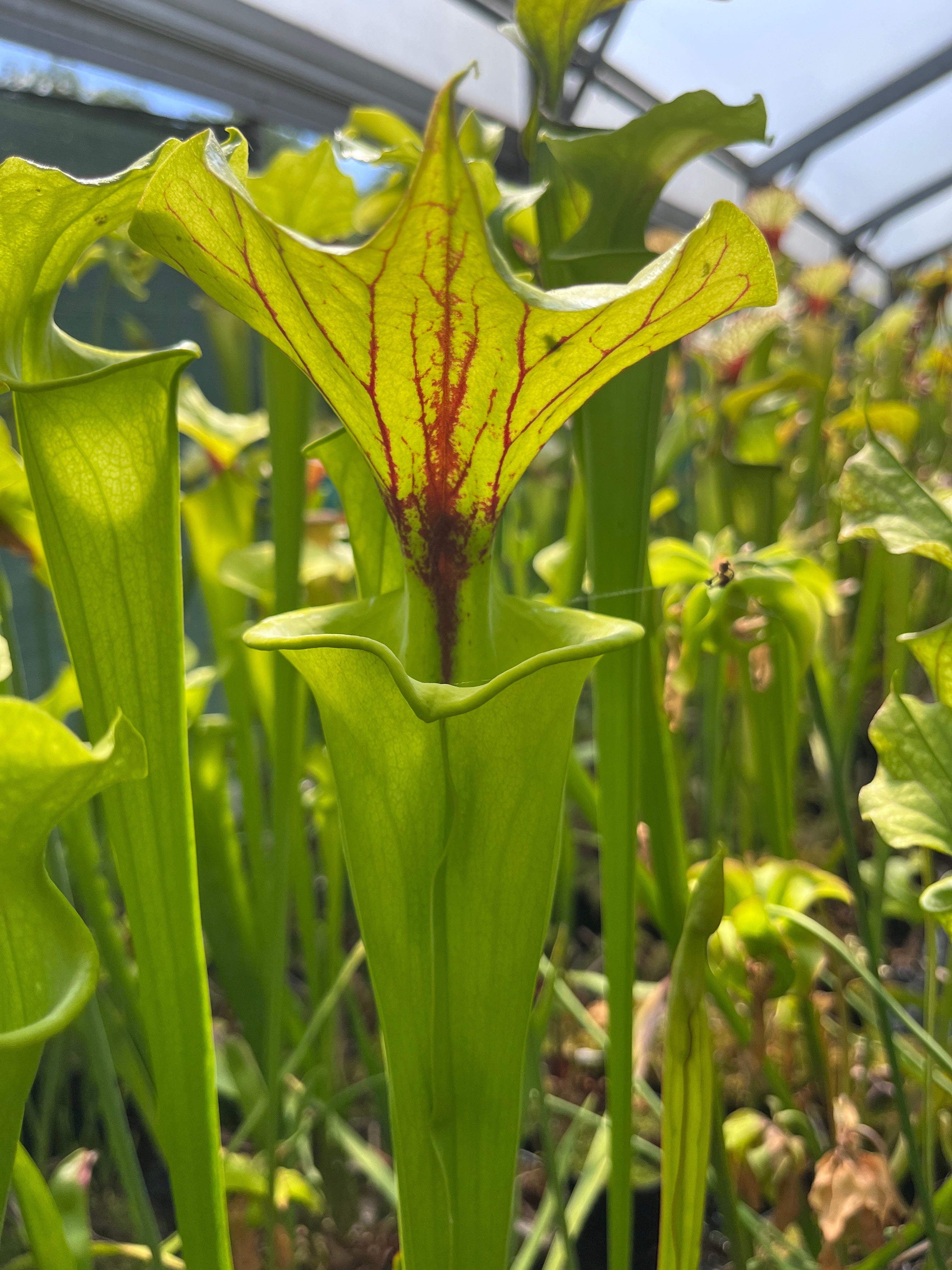 Sarracenia Flava var. Flava - ICPS Samen - seedgrown FB FF01