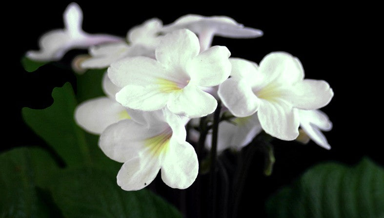 Streptocarpus Engelshauch - afrikanisches Veilchen