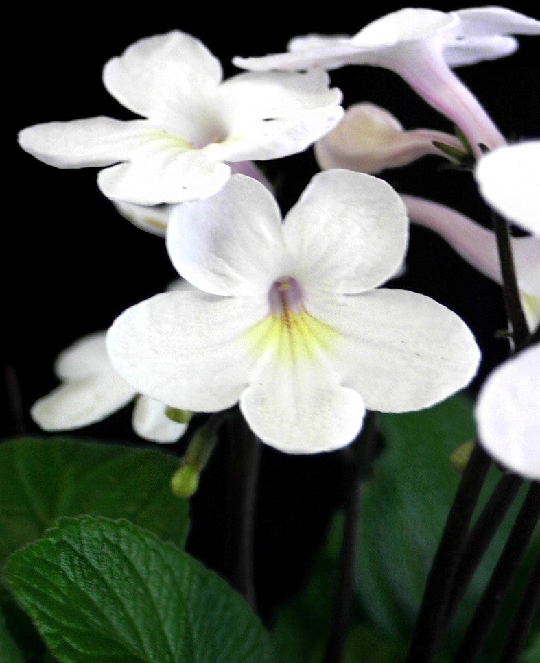 Streptocarpus Engelshauch - afrikanisches Veilchen