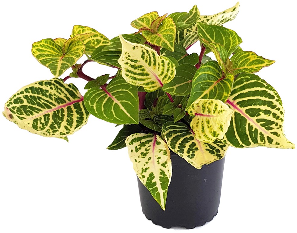 Iresine herbstii biemuelleri - grün-gelb