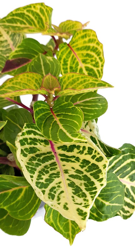 Iresine herbstii biemuelleri - grün-gelb