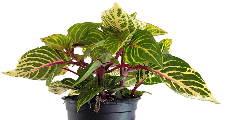 Iresine herbstii biemuelleri - grün-gelb