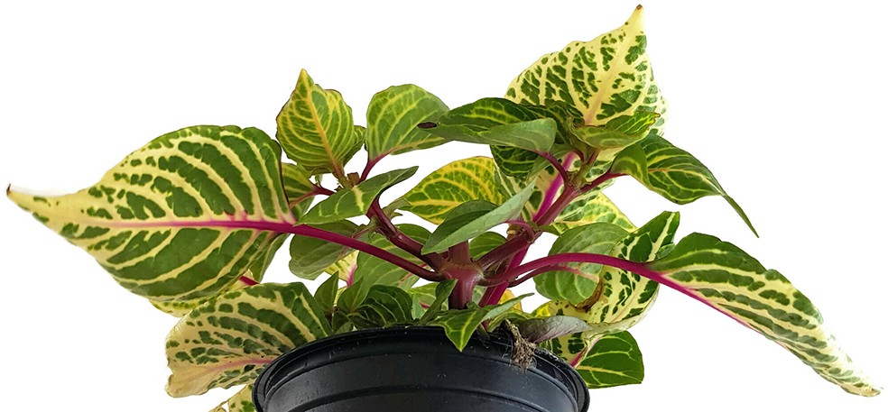 Iresine herbstii biemuelleri - grün-gelb