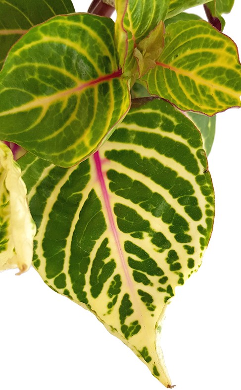 Iresine herbstii biemuelleri - grün-gelb