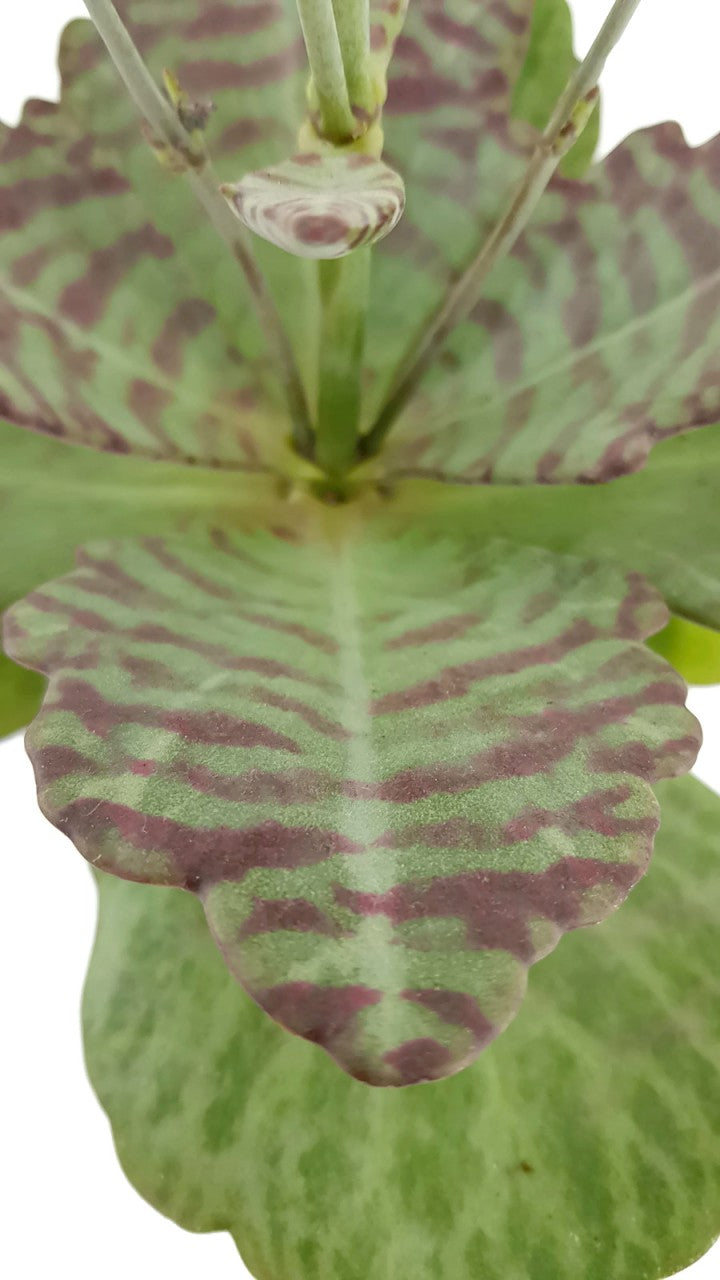 Kalanchoe humilis "Desert Suprise" - Sukkulente