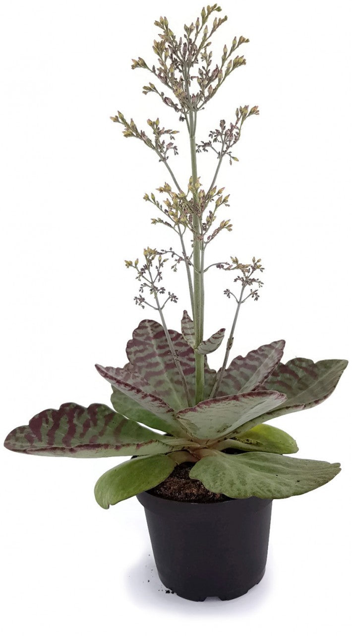 Kalanchoe humilis "Desert Suprise" - Sukkulente