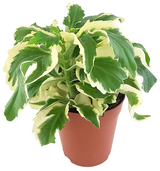 Kalanchoe laciniata variegata "Chickenfeet" - Sukkulente