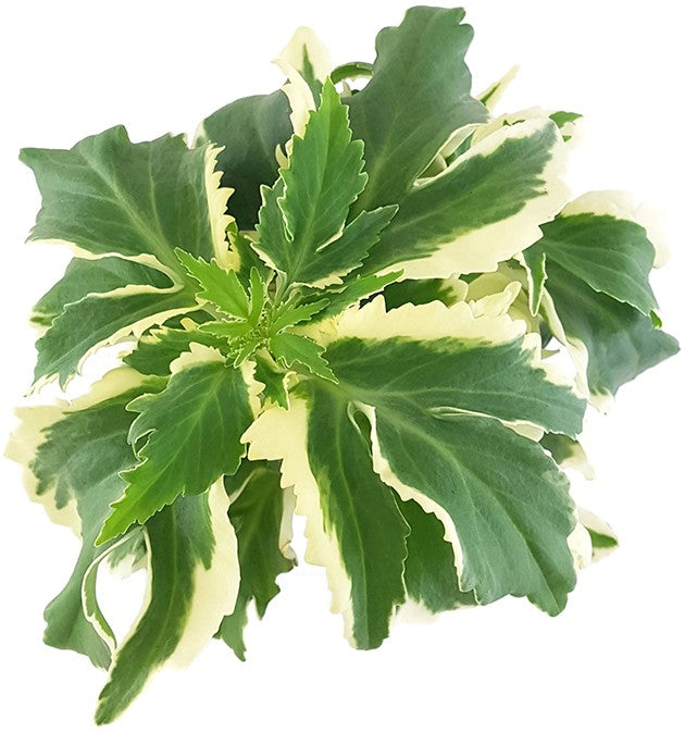 Kalanchoe laciniata variegata "Chickenfeet" - Sukkulente