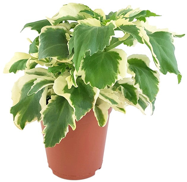Kalanchoe laciniata variegata "Chickenfeet" - Sukkulente