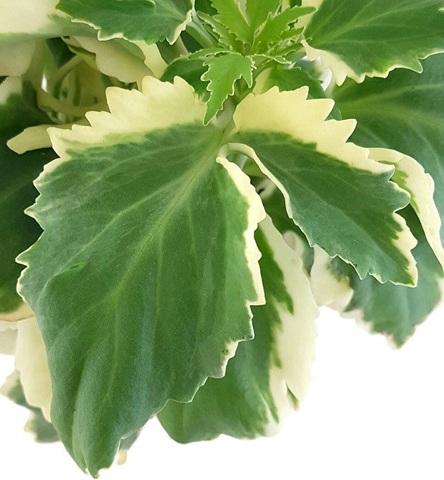 Kalanchoe laciniata variegata "Chickenfeet" - Sukkulente