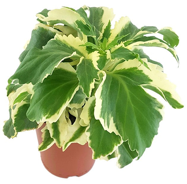 Kalanchoe laciniata variegata "Chickenfeet" - Sukkulente