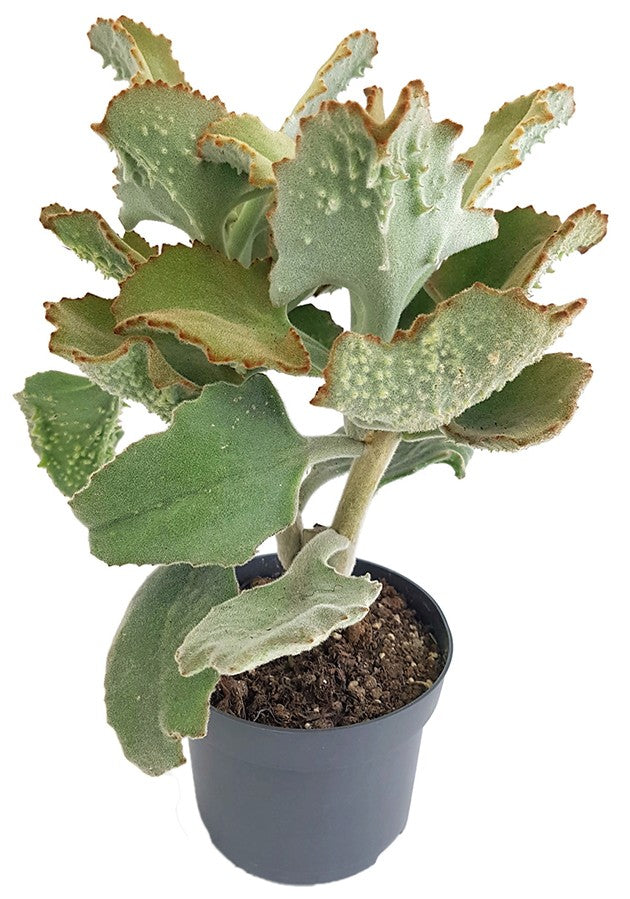 Kalanchoe beharensis - Klon 3