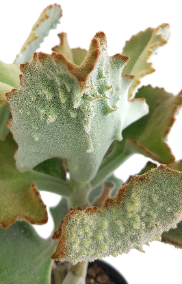 Kalanchoe beharensis - Klon 3